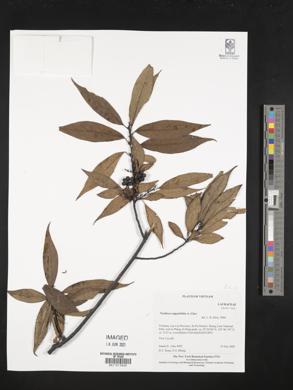 Image of Neolitsea angustifolia