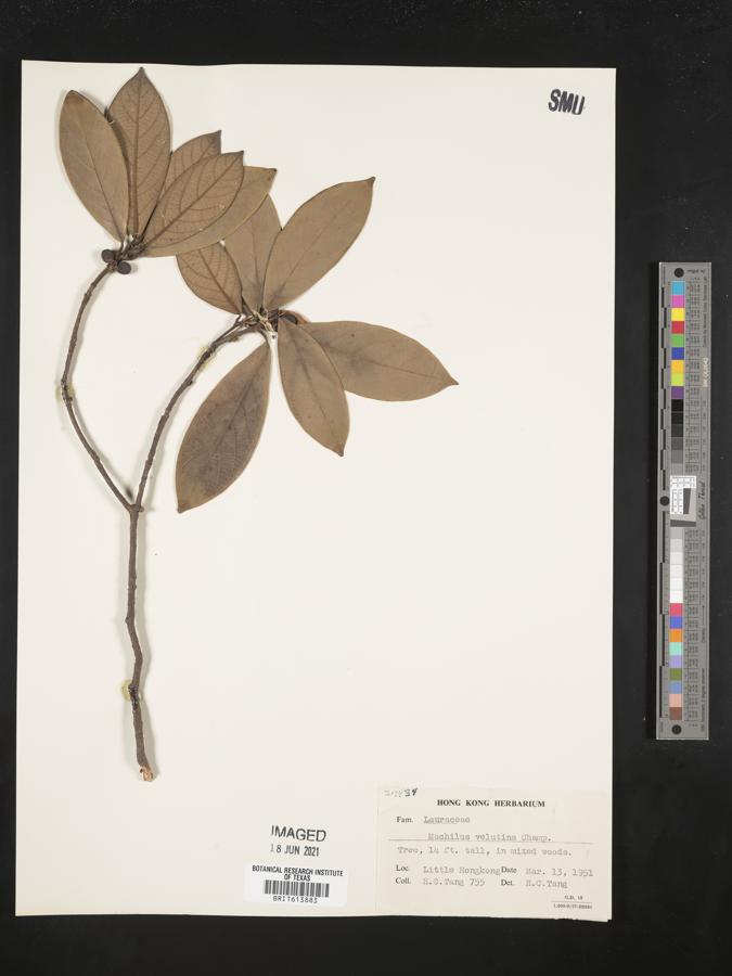 Machilus velutina image