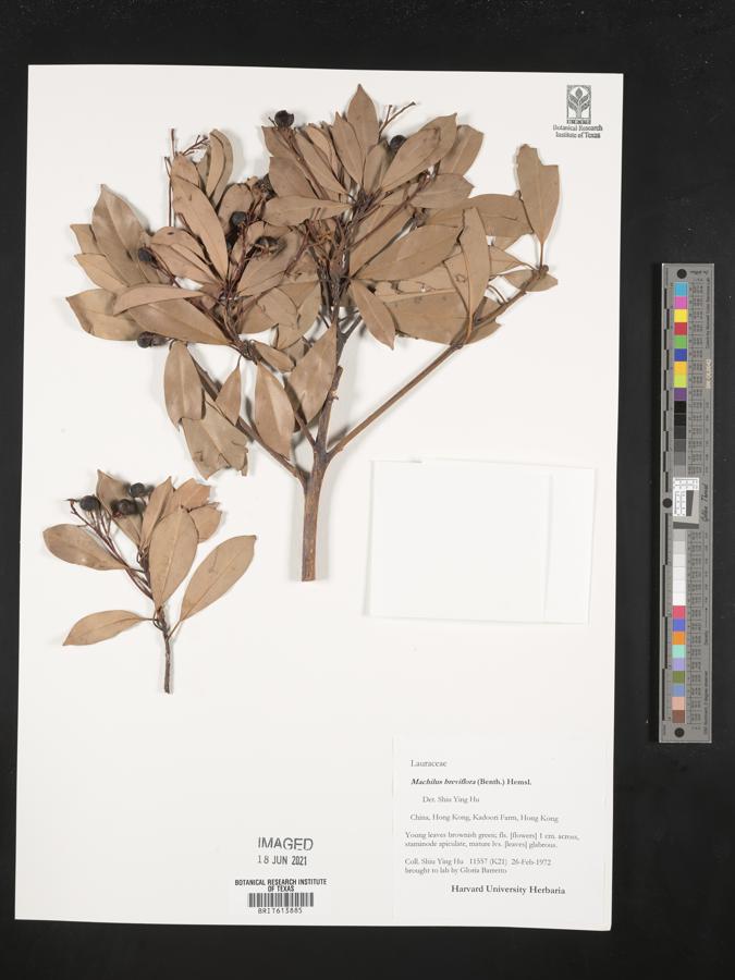 Machilus breviflora image