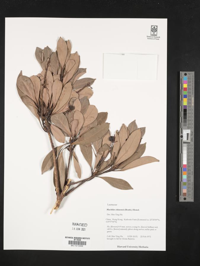 Machilus chinensis image