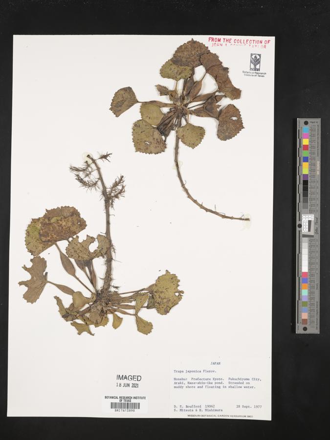 Trapa natans var. japonica image