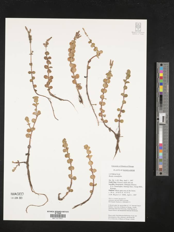 Rotala rotundifolia image