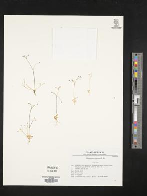 Image of Mitrasacme pygmaea