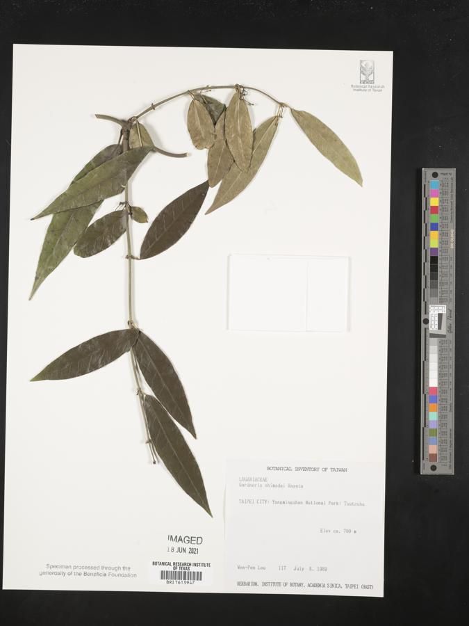Gardneria multiflora image