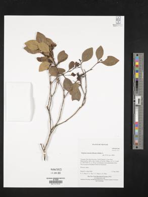 Image of Tirpitzia sinensis