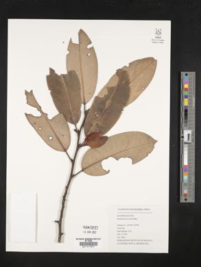 Magnolia foveolata image