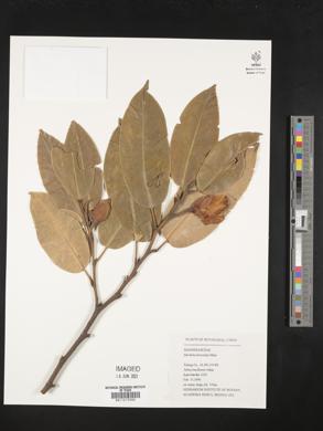 Magnolia foveolata image
