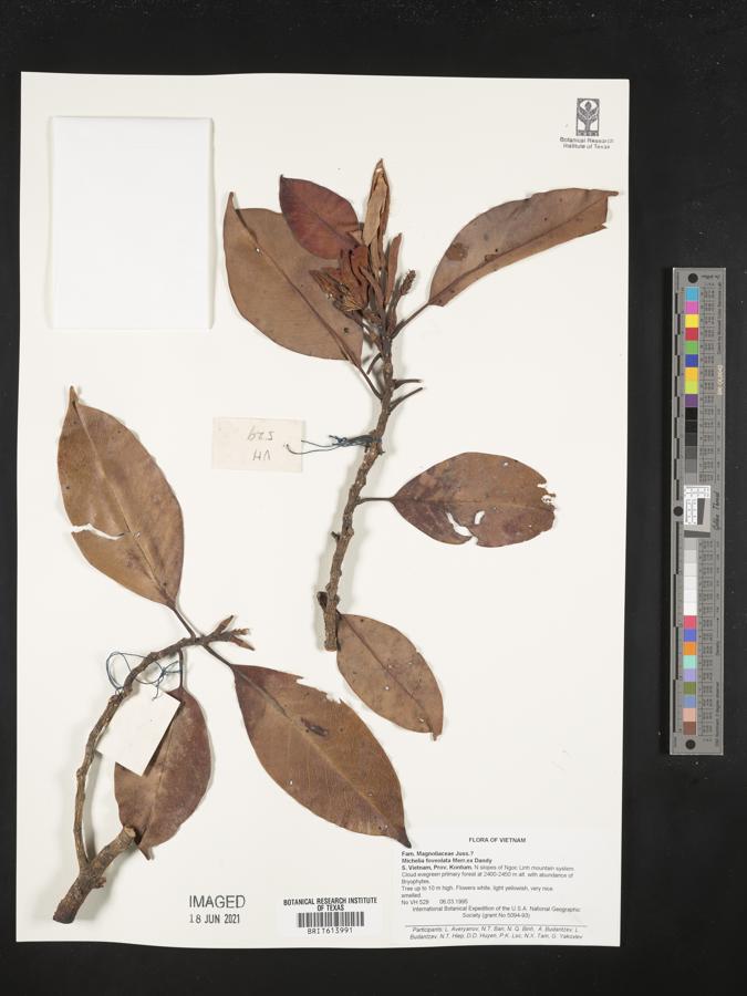 Magnolia foveolata image