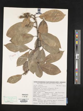 Image of Magnolia nilagirica