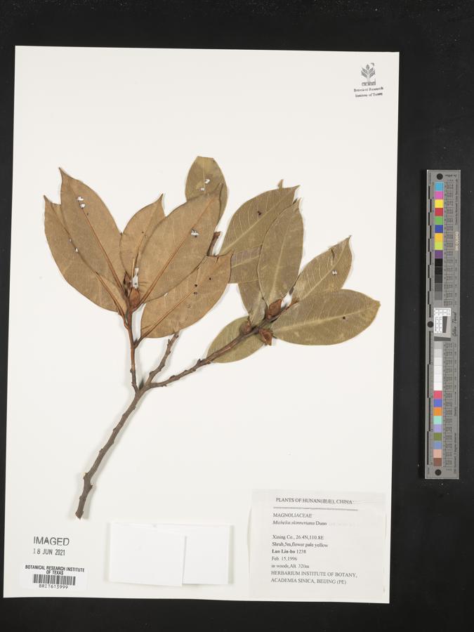 Magnolia figo var. skinneriana image