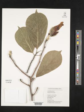 Magnolia zenii image