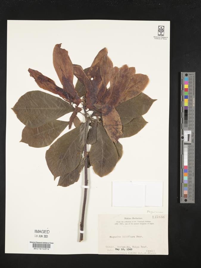 Magnolia liliifera image