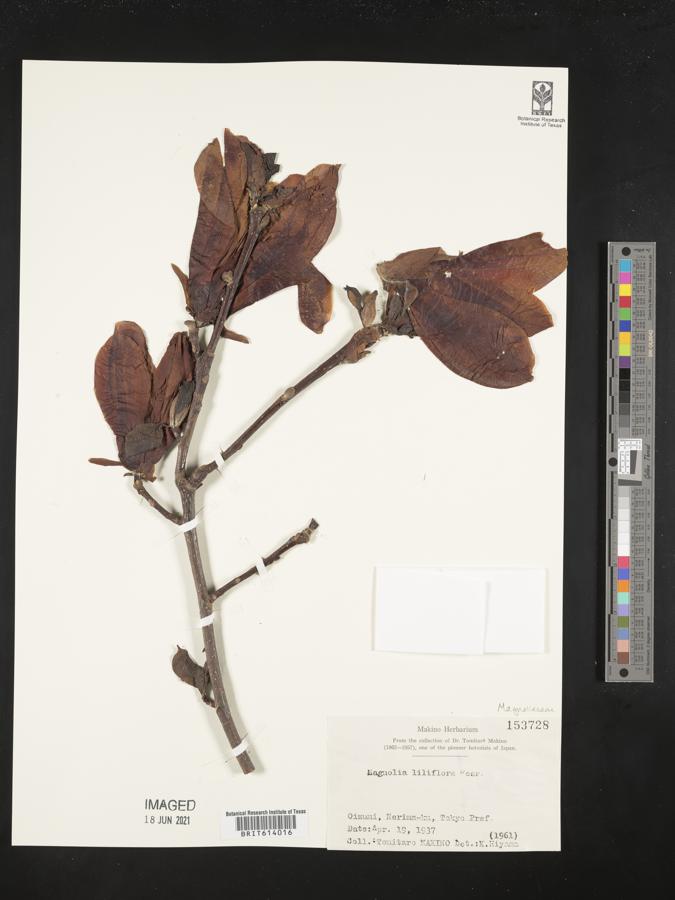 Magnolia liliifera image