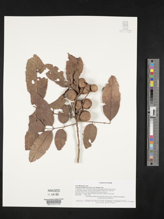 Lansium domesticum image