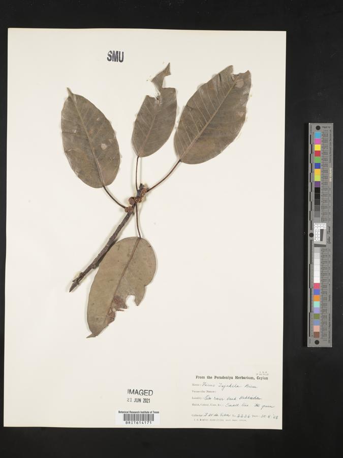 Ficus tsjakela image