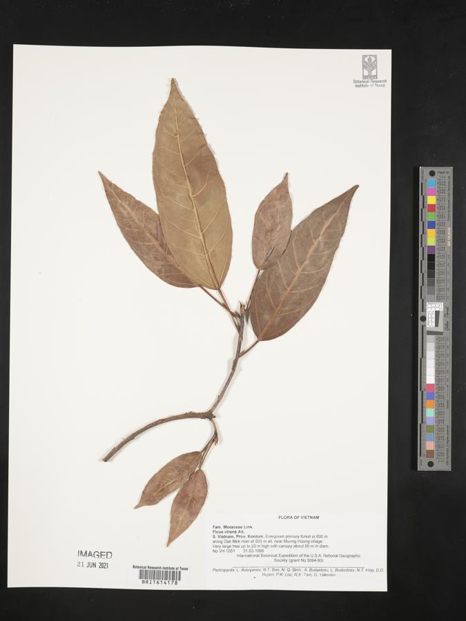 Ficus virens image