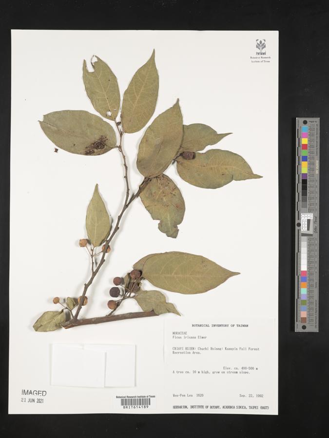 Ficus ampelas image
