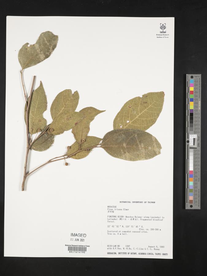 Ficus ampelas image