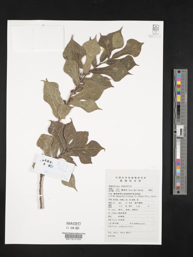 Ficus pandurata image