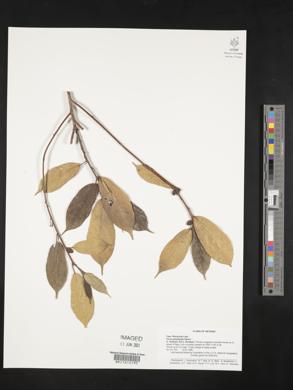 Ficus pandurata image