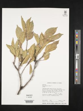 Ficus ampelas image