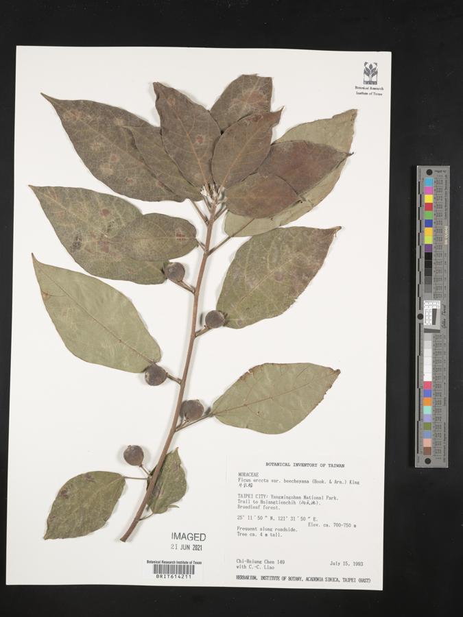 Ficus erecta var. beecheyana image