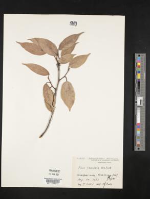 Ficus foveolata image