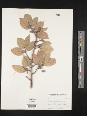 Ficus foveolata image