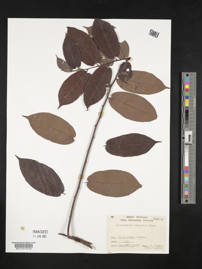 Broussonetia kaempferi image