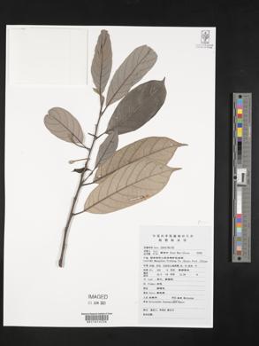 Artocarpus hypargyreus image