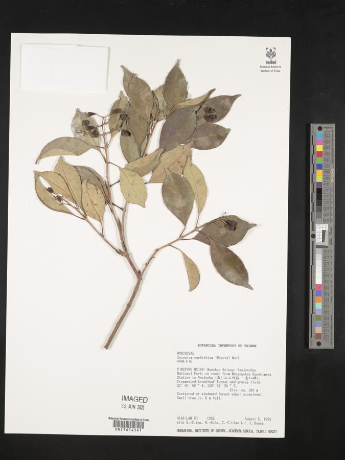 Syzygium euphlebium image