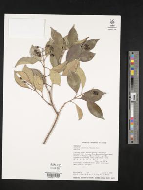 Image of Syzygium euphlebium