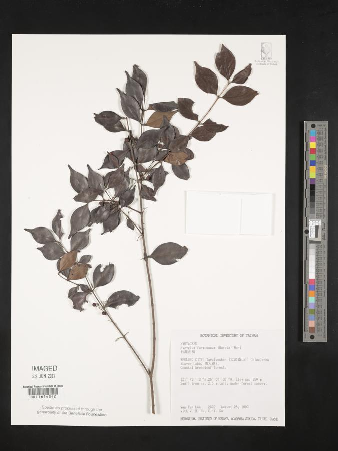 Syzygium formosanum image