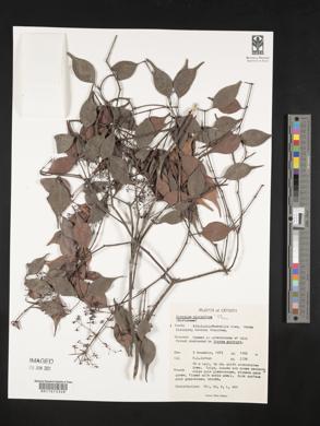 Image of Syzygium micranthum