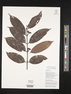 Image of Syzygium muelleri