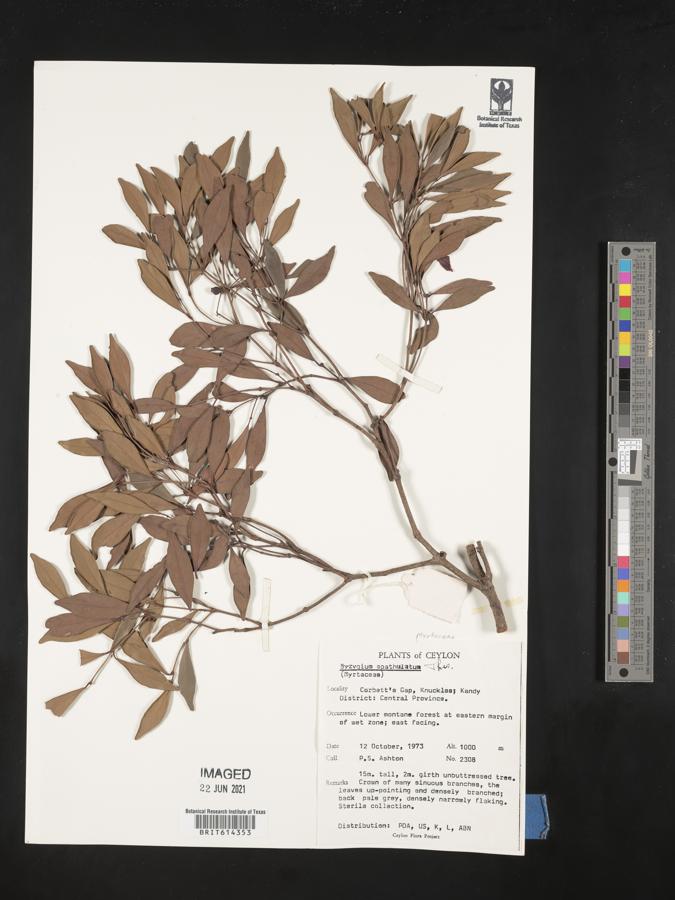 Syzygium spathulatum image