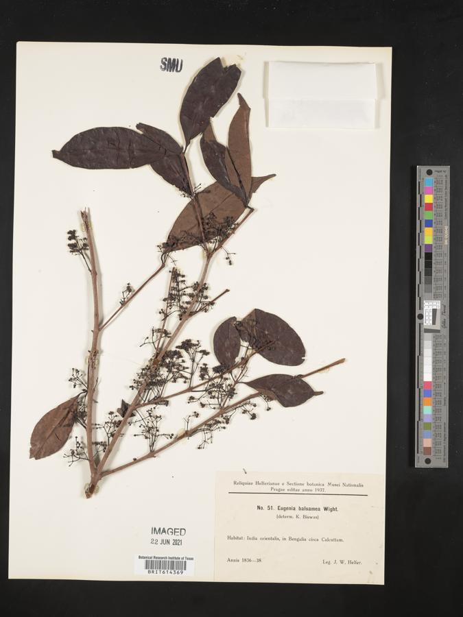 Syzygium balsameum image