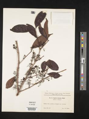 Image of Syzygium balsameum