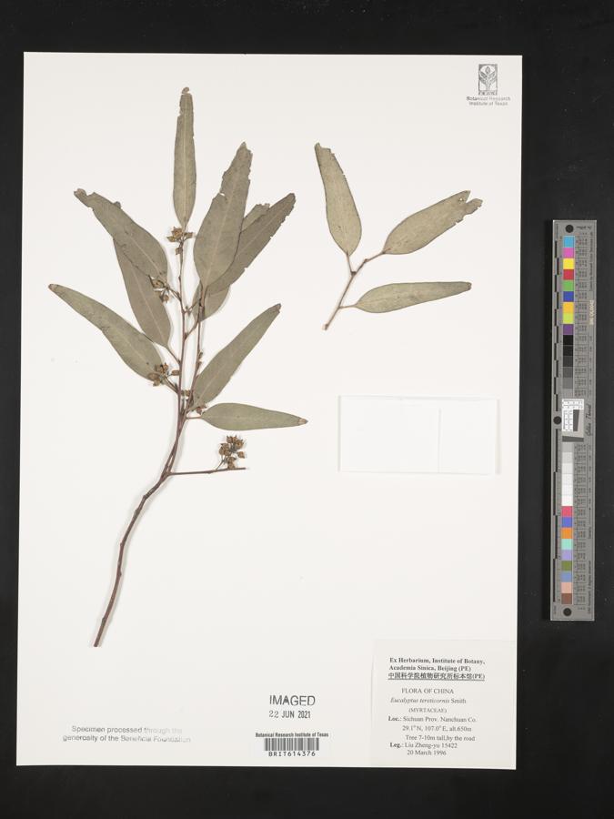 Eucalyptus tereticornis image