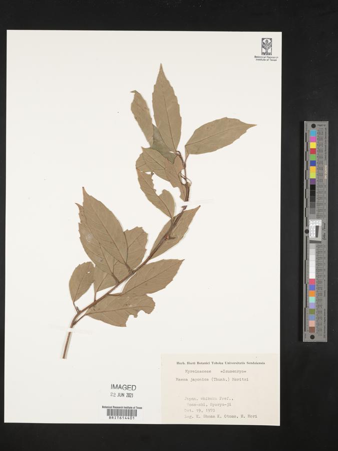 Maesa japonica image
