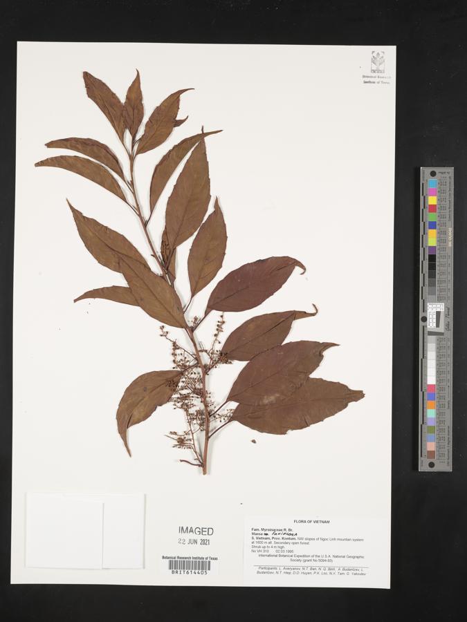 Maesa laxiflora image