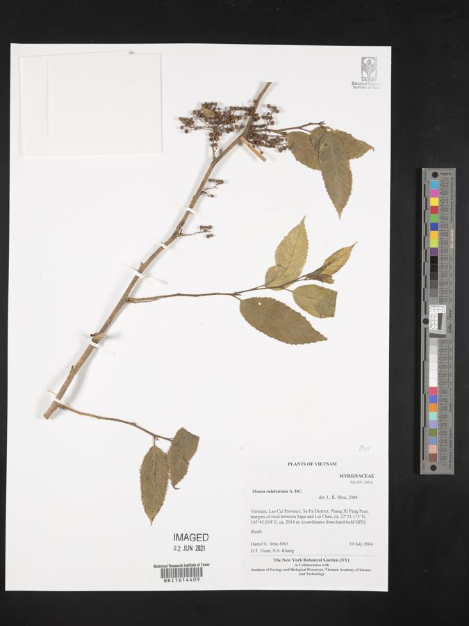 Maesa subdentata image