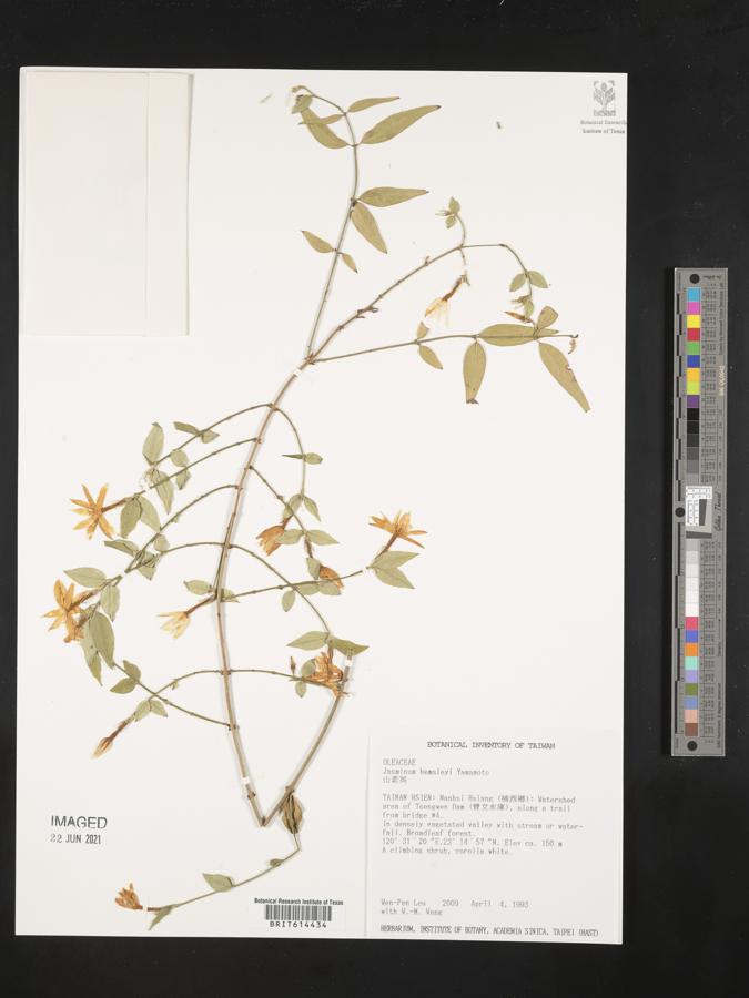 Jasminum nervosum image