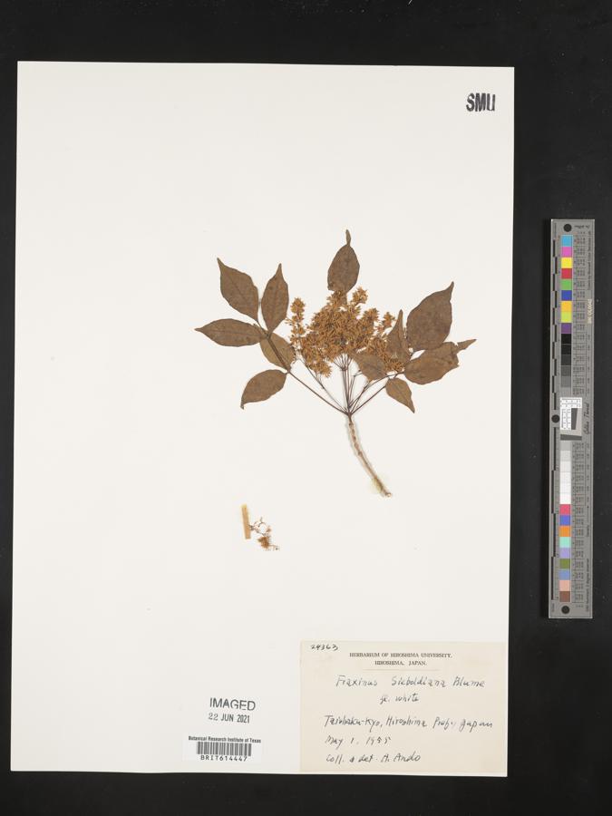 Fraxinus sieboldiana image