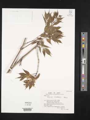 Fraxinus sieboldiana image