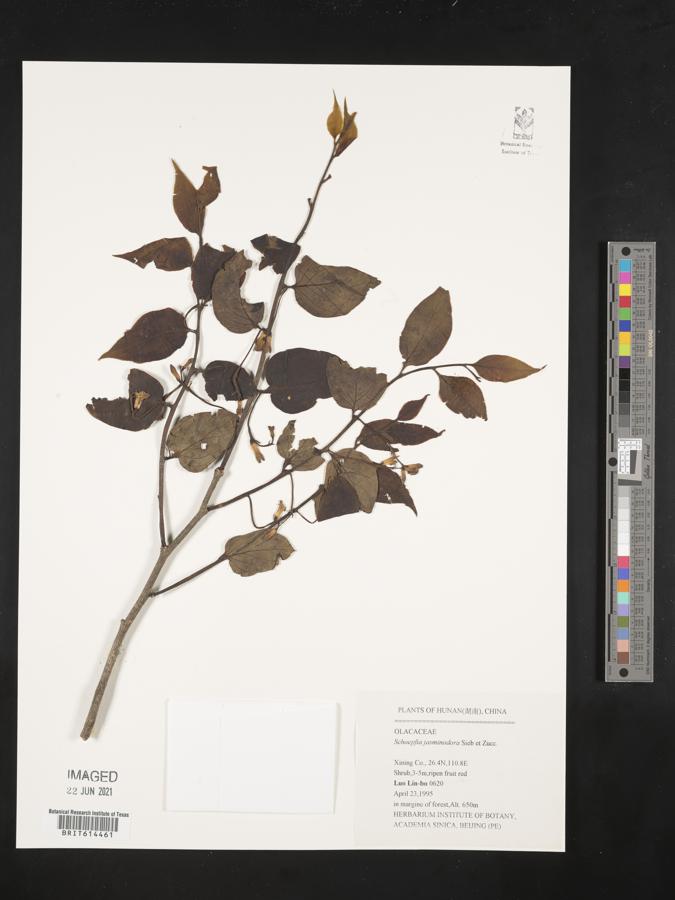 Schoepfia jasminodora image