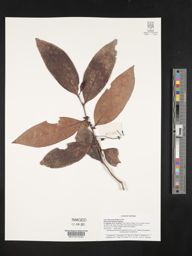 Anacolosa poilanei image