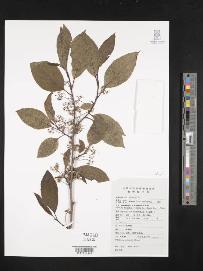 Nyssa sinensis image