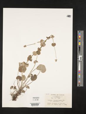 Image of Parnassia foliosa