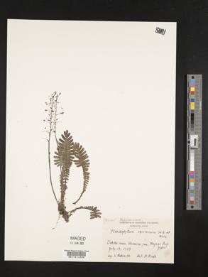 Pteridophyllum racemosum image